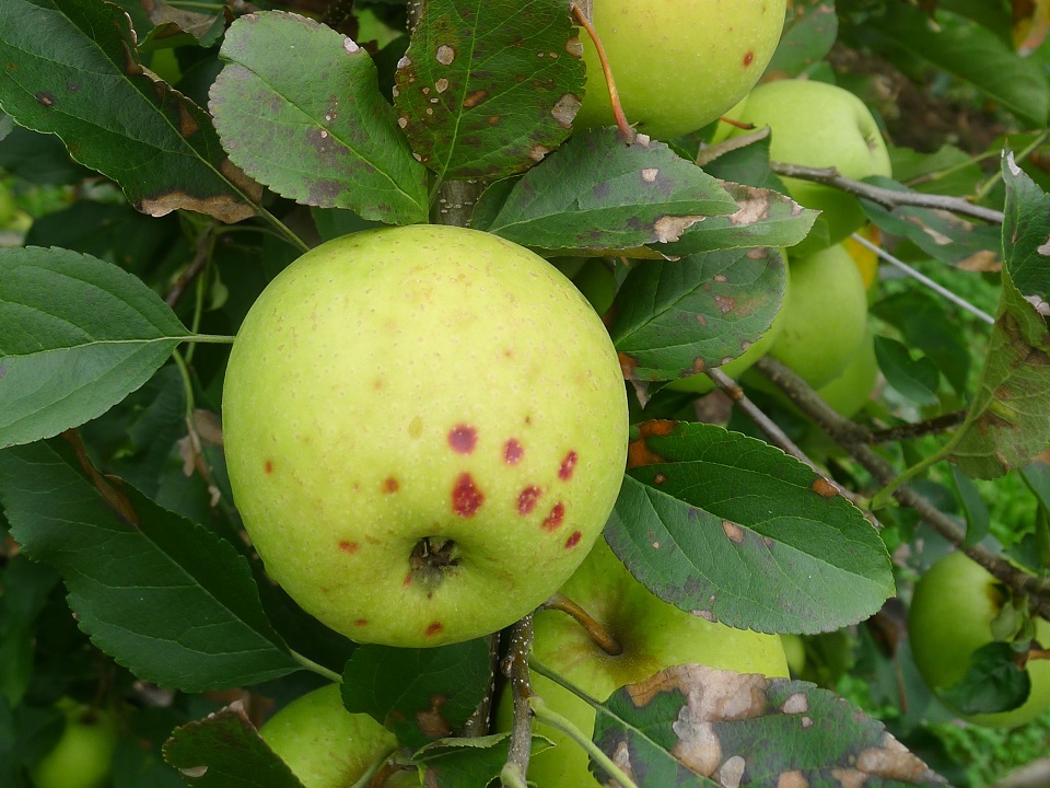 Muster_14_09_2012_Blatt- und Fruchtsymptome Golden 4zu3.JPG